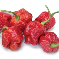 Trinidad Moruga Scorpion