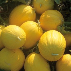 Melone Giallo F1