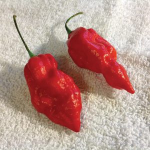 Naga Morich